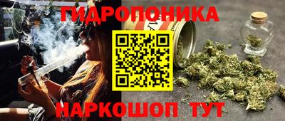 сатива Кингисепп